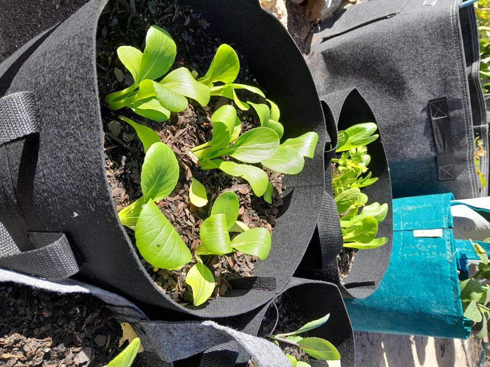 Butter Lettuce Seedlings - Customer Photo From Dy Frame