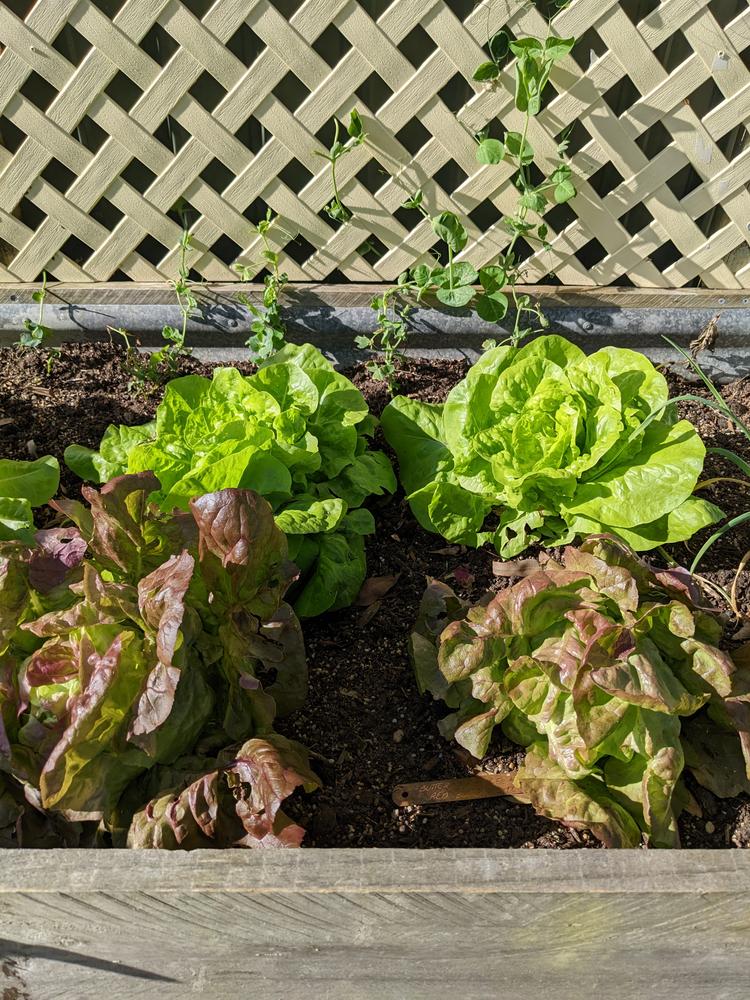 Butter Lettuce Seedlings - Customer Photo From Isla