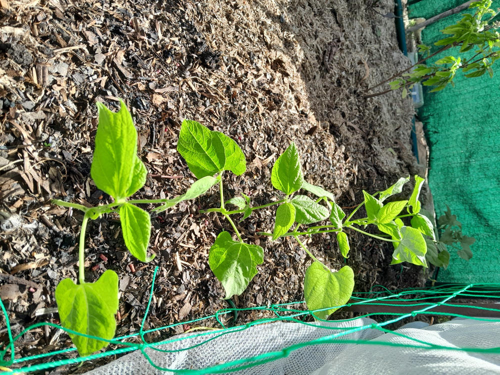 Butter Lettuce Seedlings - Customer Photo From Dy Frame