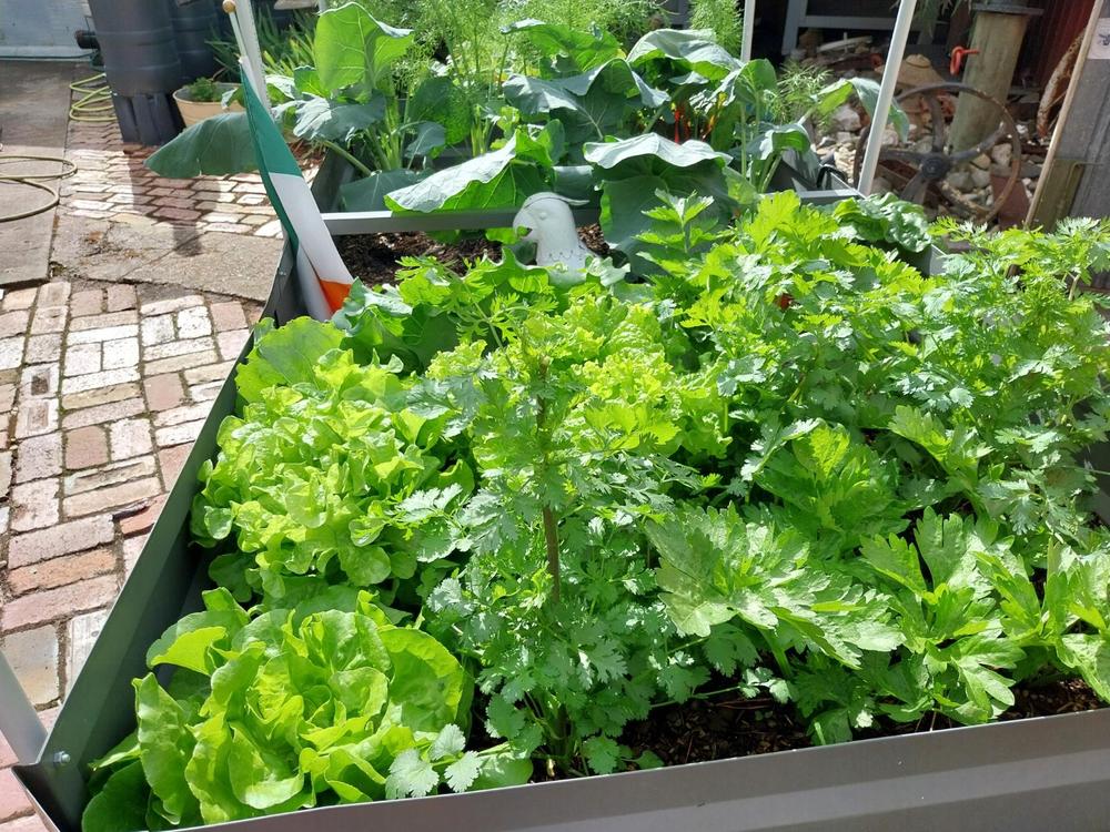 Basil Seedlings - Customer Photo From Anonymous