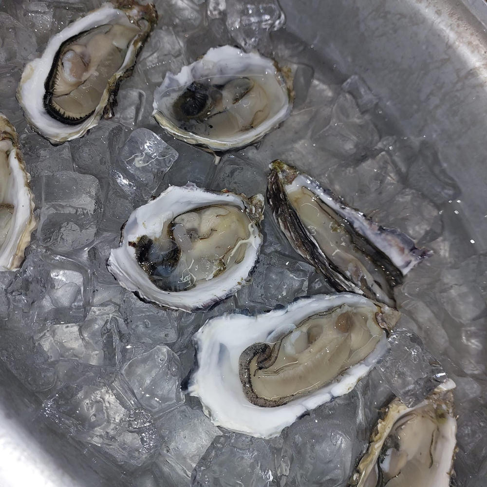 Large Fresh Oysters | Live Box | Farmed on the West Coast | x12 - Customer Photo From Marthinus H.
