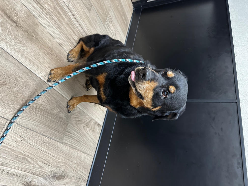 500mg Full Spectrum CBD Oil for Dogs - Customer Photo From Karen Cruz