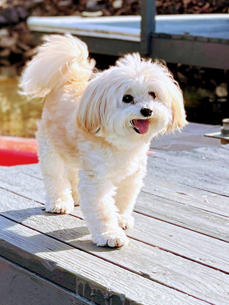 500mg Full Spectrum CBD Oil for Dogs - Customer Photo From Amanda Arnold
