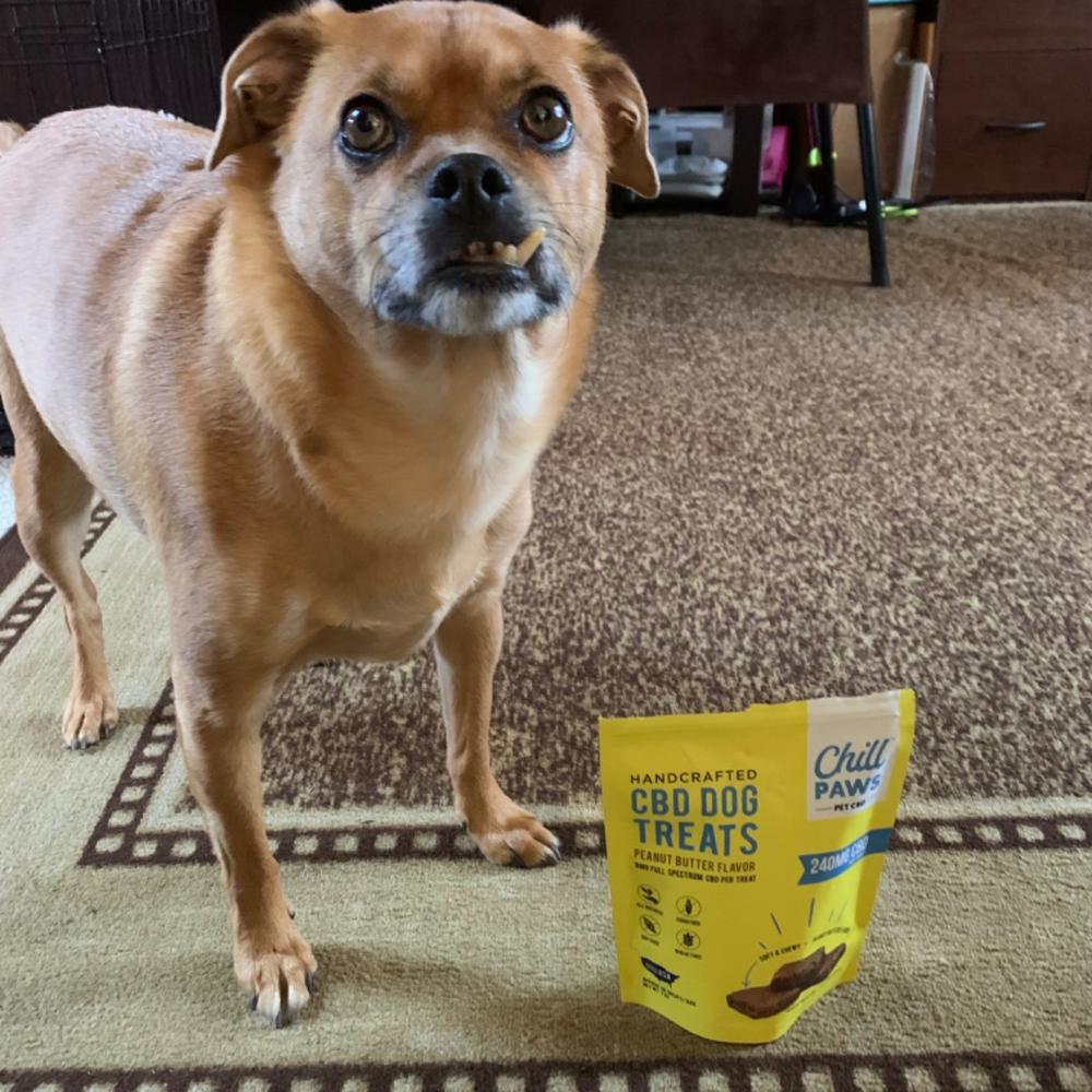 240 MG CBD Dog Treats Peanut Butter Flavor - Customer Photo From Diane Mashia