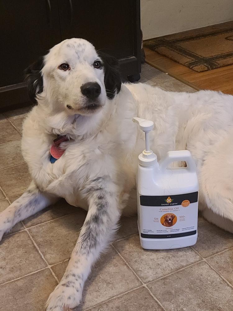 Camelina Oil for Canine - 64oz - Customer Photo From SHARON PERKINS