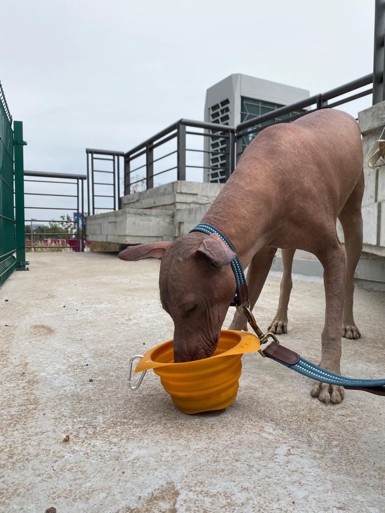 Plato Portatil Plegable Naranja Kurgo Collaps a Bowl - Customer Photo From Enrique