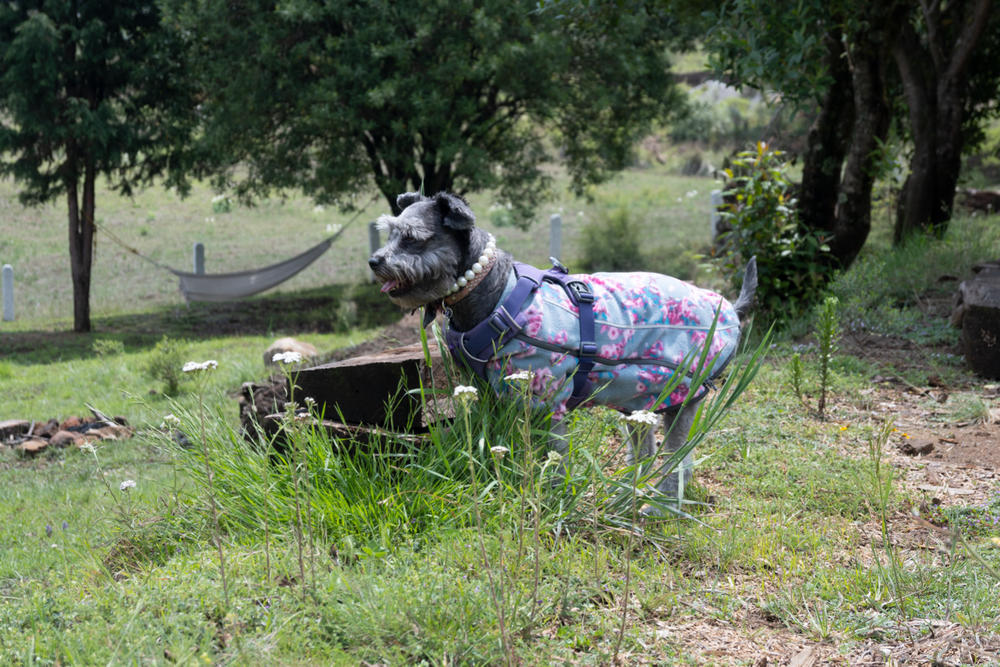 Climate Changer® en Rosa Floral Suéter de Felpa para Perros de Ruffwear® - Customer Photo From Edith B.