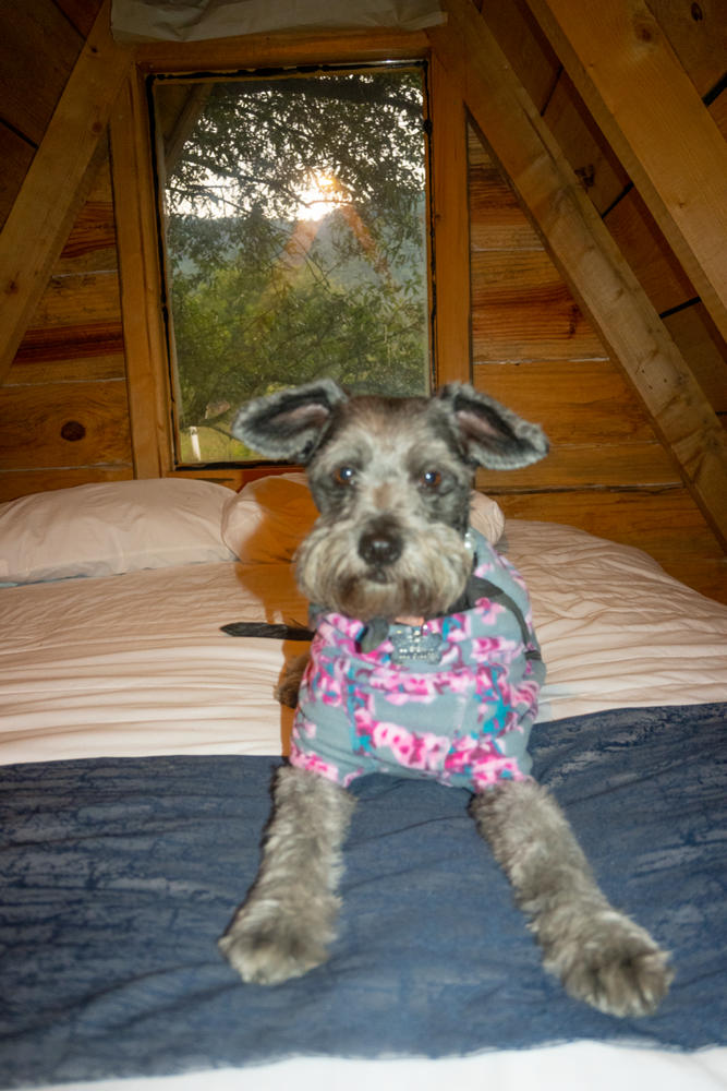 Climate Changer® en Rosa Floral Suéter de Felpa para Perros de Ruffwear® - Customer Photo From Edith B.