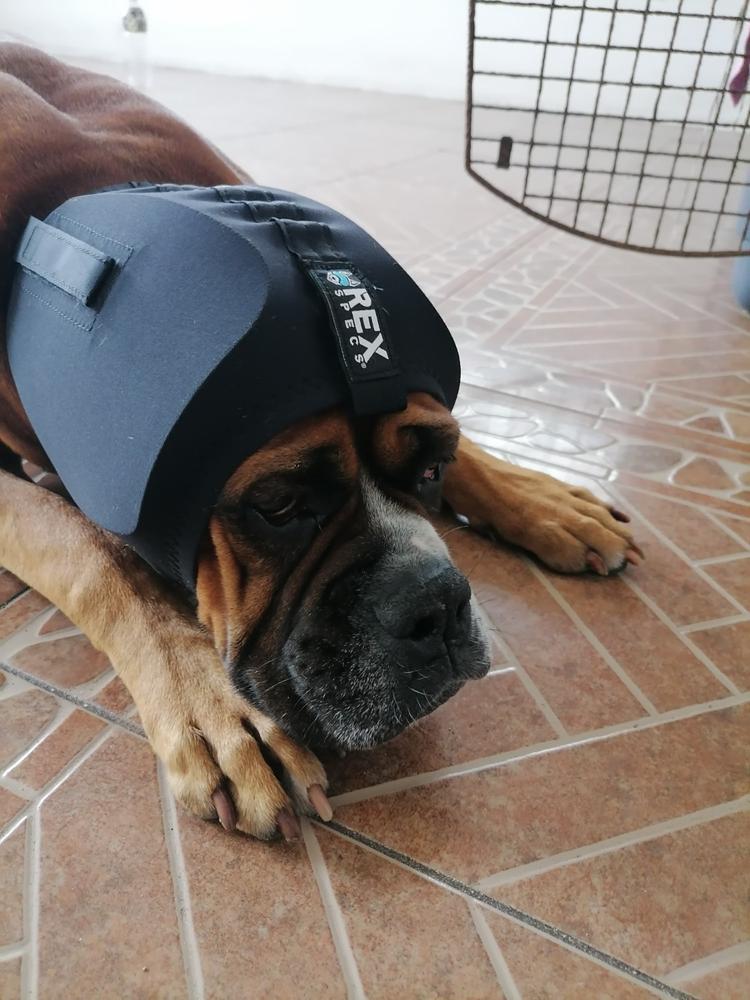 Protectores Auditivos de Orejas Para Perros en Negro Rex Specs - Customer Photo From amelia l.