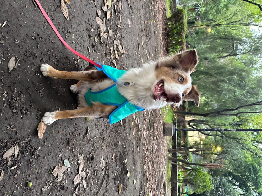 Sun Shower® Chaleco Impermeable para Perros- Azul (Blue Dusk)- Ruffwear® - Customer Photo From Vivian B.