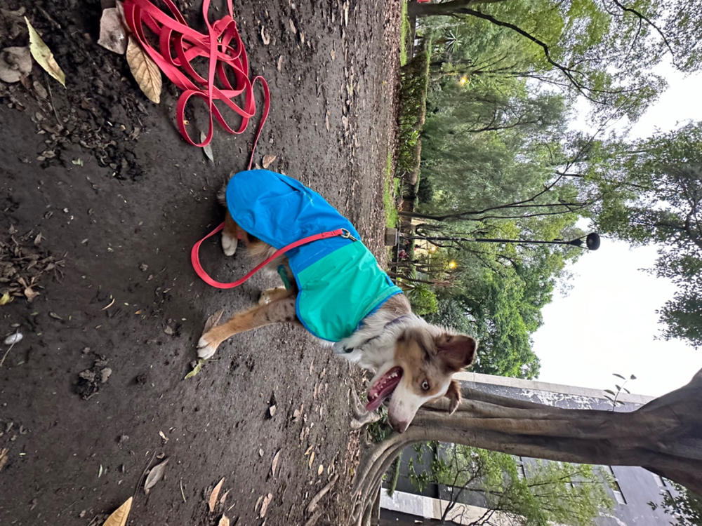 Sun Shower® Chaleco Impermeable para Perros- Azul (Blue Dusk)- Ruffwear® - Customer Photo From Vivian B.