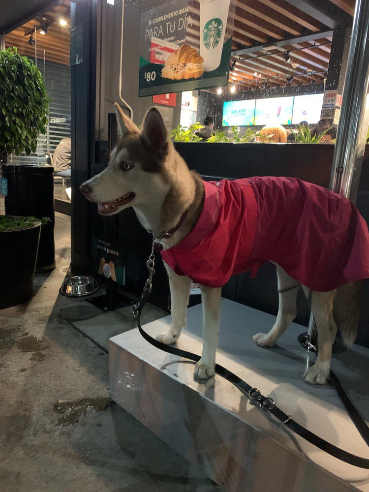 Sun Shower® Chaleco Impermeable para Perros- Rosa Magenta (Hibiscus Pink)- Ruffwear® - Customer Photo From Eric I.