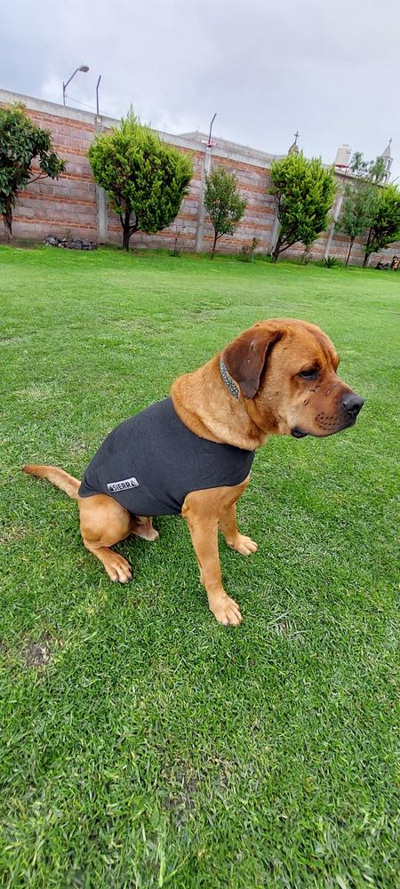 Chaleco Antiestrés para Perros Calma la Ansiedad en Perros - Sierra Dog Calm Coat - Customer Photo From Abigail R.