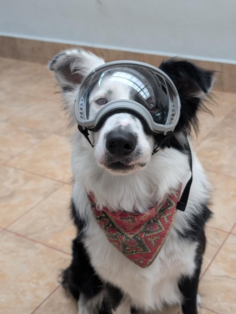 V2 Goggles Rex Specs - Lentes Para Perros Grandes de 18 a 38 kg - Customer Photo From Emmanuel F.