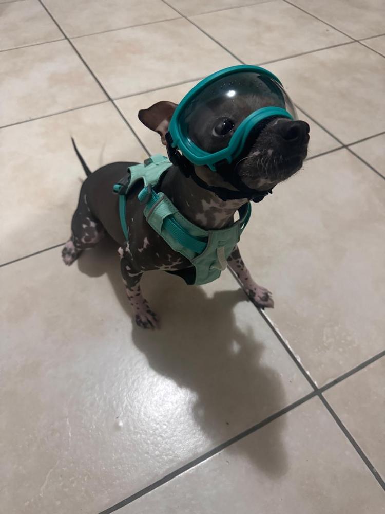 V2 Goggles Rex Specs - Lentes Para Perros Chicos de 4.5 a 12 kg - Customer Photo From Aldair 