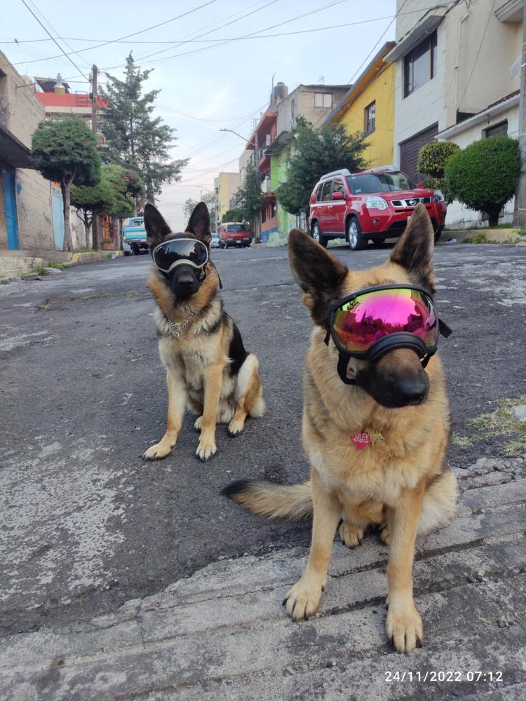 V2 Micas de Repuesto para Goggles V2 Grandes / Lentes de Protección Para Perros Rex Specs® - Customer Photo From Miguel a.