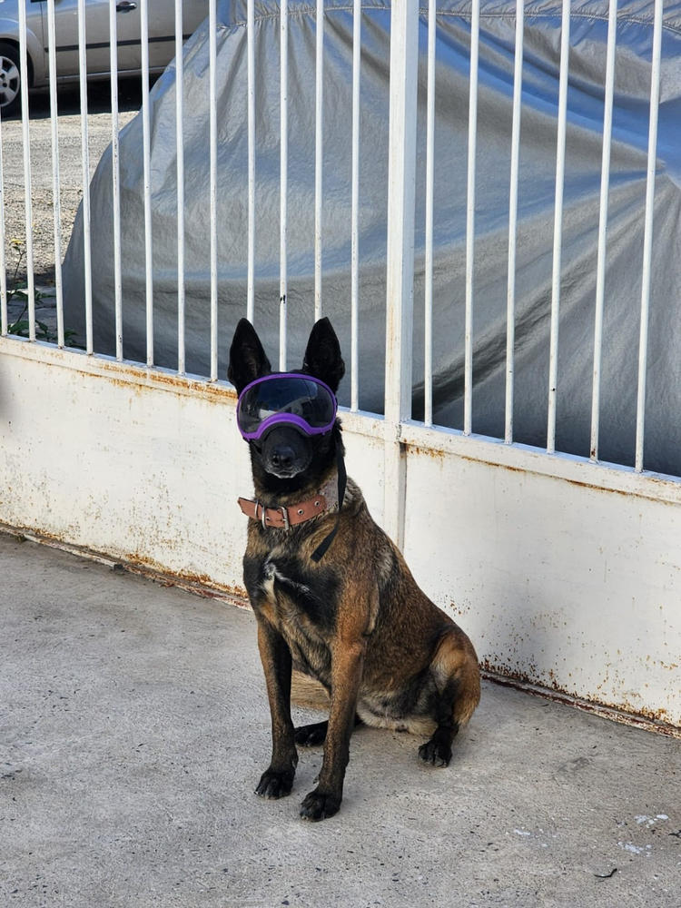 V2 Goggles Rex Specs - Lentes Para Perros Extra Grandes de 37 kg o más - Customer Photo From Victor Ruiz