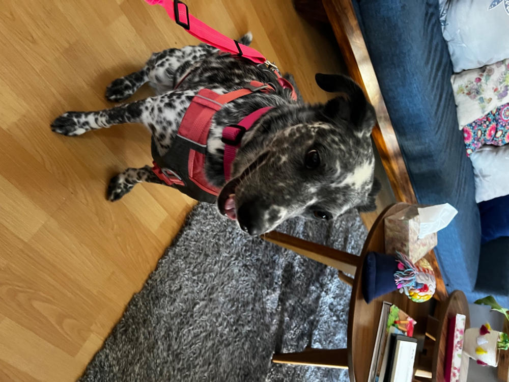 Journey AIR Dog Harness de Kurgo en Coral - Customer Photo From LESLIE V.