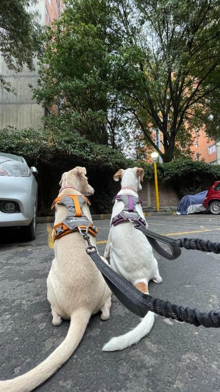 Journey AIR Dog Harness de Kurgo en Naranja - Customer Photo From Carolina V.