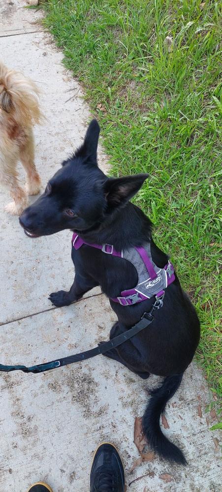 Journey AIR Dog Harness de Kurgo en Purpura (Violeta) - Customer Photo From Diego A.