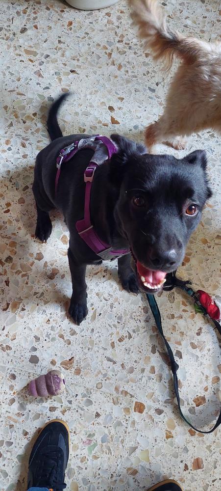 Journey AIR Dog Harness de Kurgo en Purpura (Violeta) - Customer Photo From Diego A.