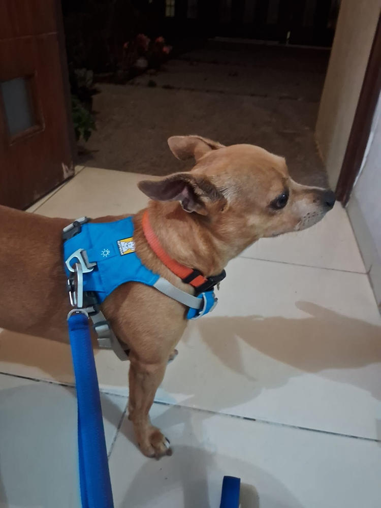 Hi & Light® Pechera Ultraligera en Azul (Blue Dusk) de Ruffwear México - Customer Photo From Martha D.