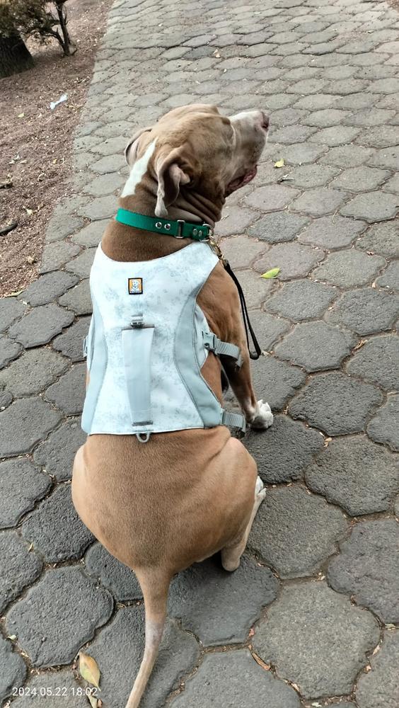 Swamp Cooler® Pechera de Enfriamiento en Gris (Graphite Gray) de Ruffwear - Customer Photo From Lizette B.