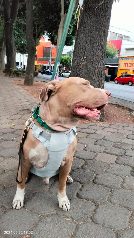 Swamp Cooler® Pechera de Enfriamiento en Gris (Graphite Gray) de Ruffwear - Customer Photo From Lizette B.