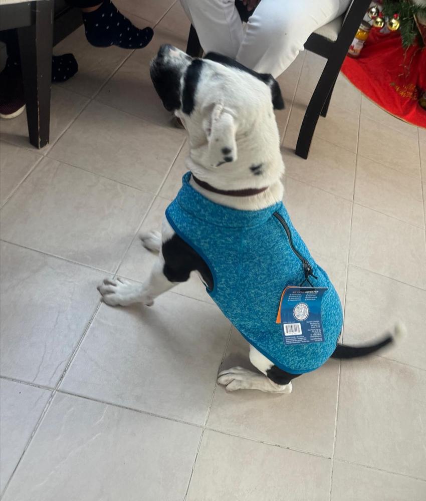 Suéter para Perro de Punto Polar Azul de Kurgo - Customer Photo From Gaby Q.