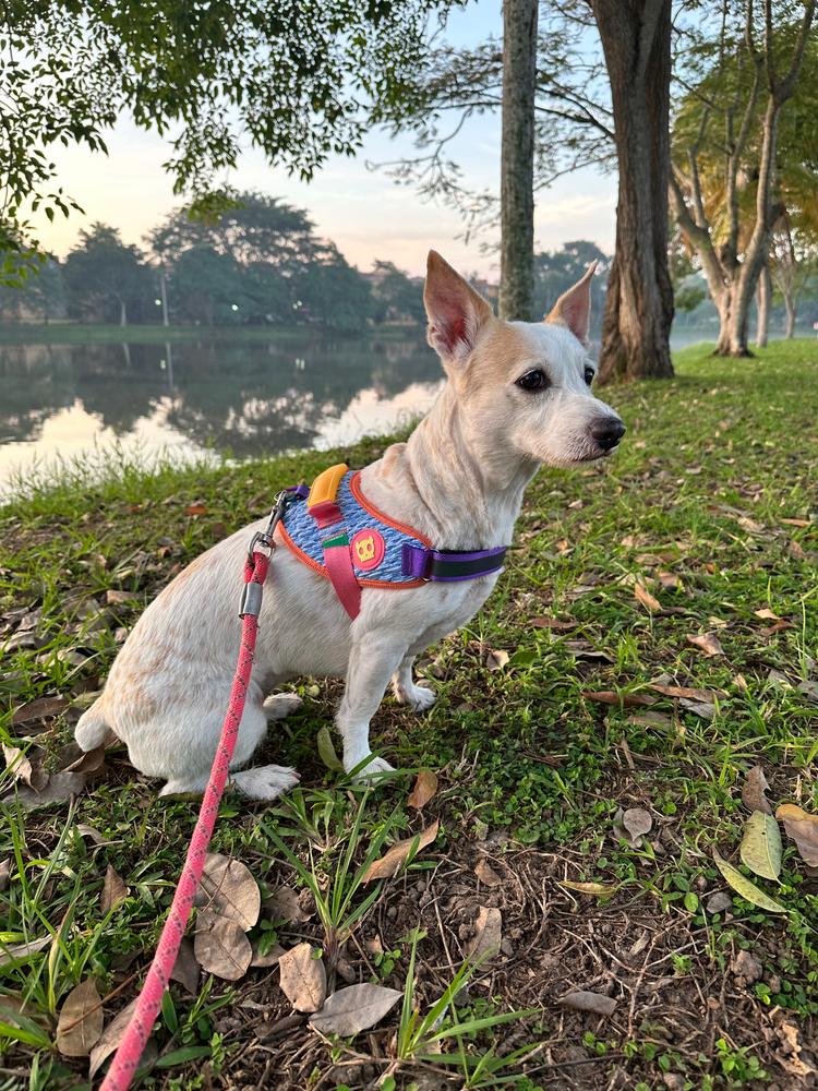 Arnés para Perros Galaxy - FlyHarness Zee.Dog - Customer Photo From Yitza 