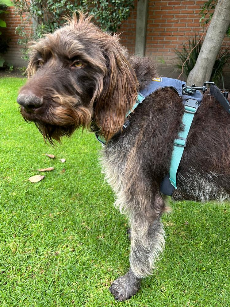 Hi & Light® Pechera Ultraligera en Gris (Basalt Gray) de Ruffwear México - Customer Photo From Karina