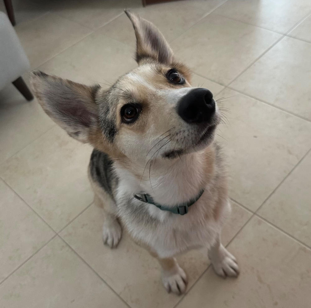 Collar para Perros Modelo Front Range Collar Verde (River Rock Green) de Ruffwear - Customer Photo From Laura N.