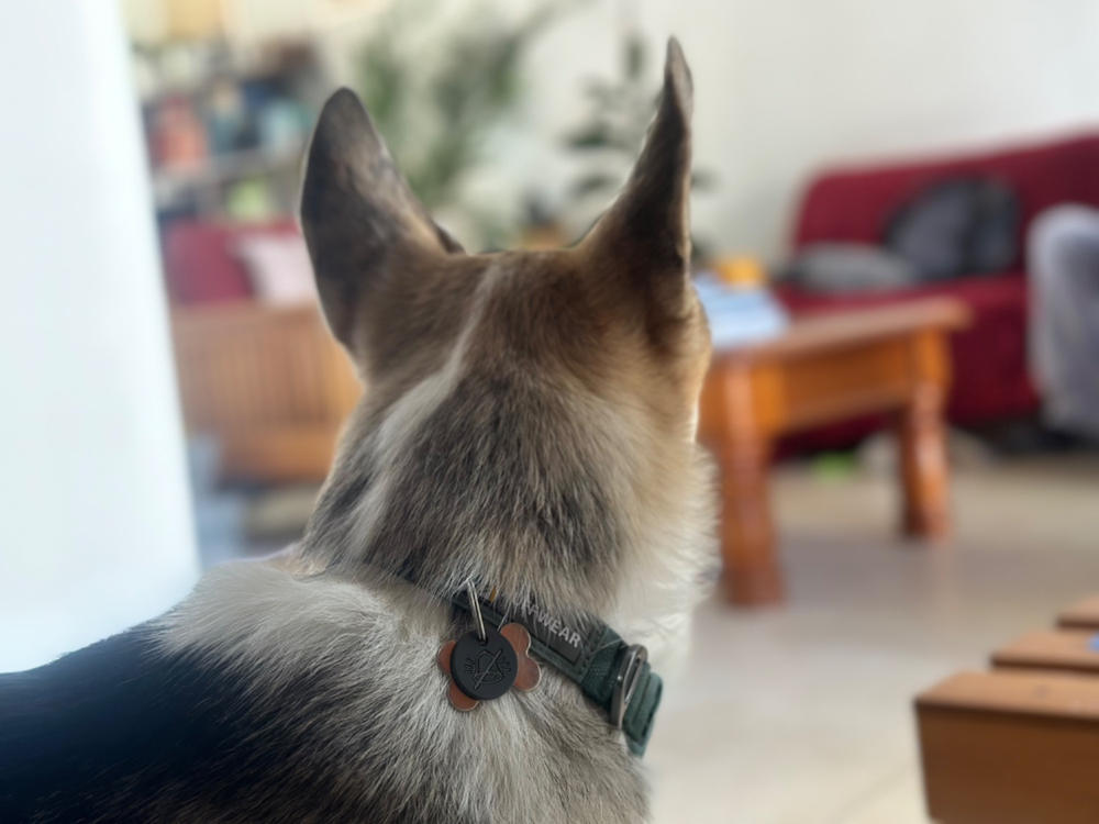 Collar para Perros Modelo Front Range Collar Verde (River Rock Green) de Ruffwear - Customer Photo From Laura N.