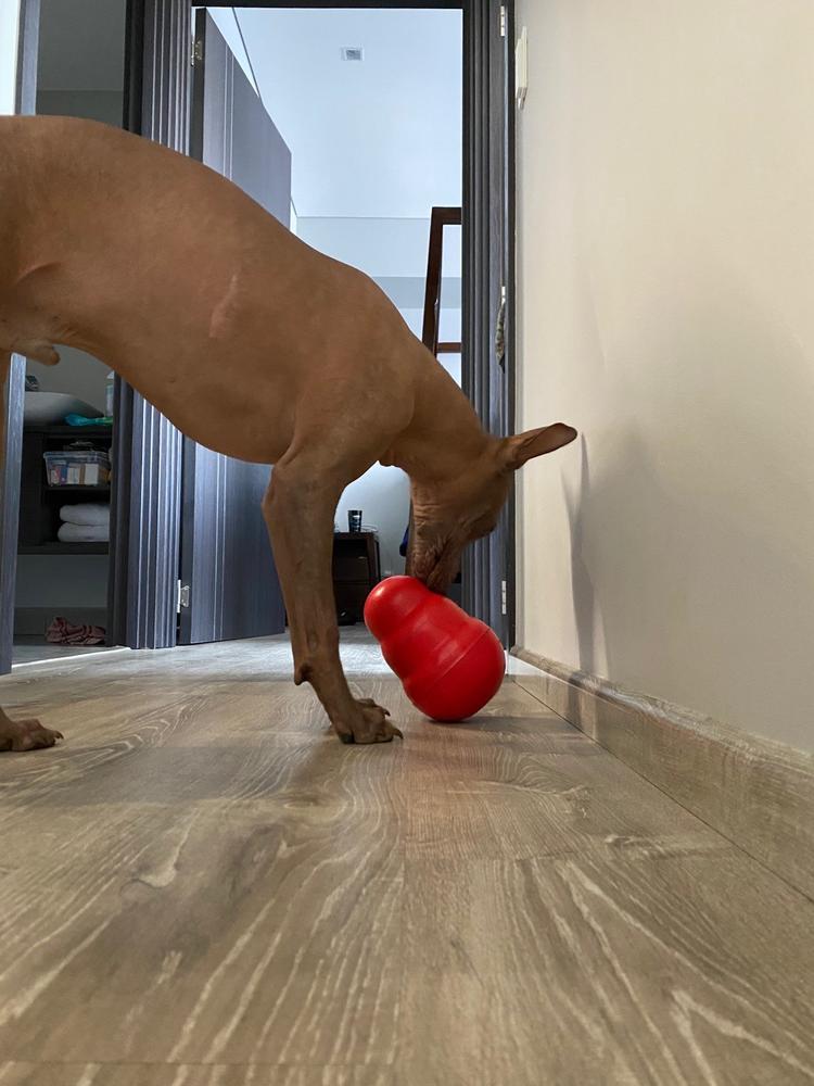 KONG WOBBLER - Juguete dispensador de alimento y premios para perros - Customer Photo From Enrique