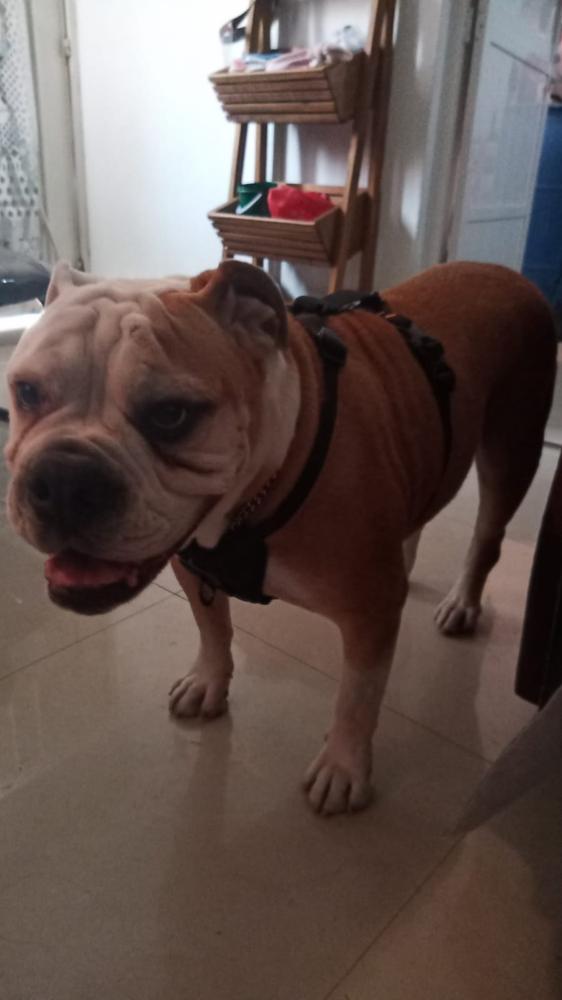 Pechera para Perro para Que Viaje Seguro - Tru-Fit Smart Harness - Customer Photo From Eumir L.