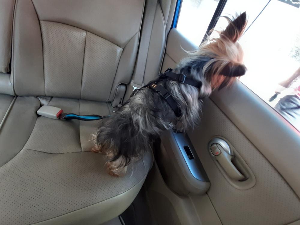 Pechera para Perro para Que Viaje Seguro - Tru-Fit Smart Harness - Customer Photo From Alma