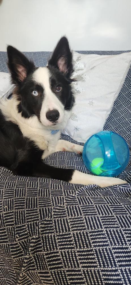 KONG Jumbler Ball - Pelota Jumbler de Kong con Sonido - Customer Photo From Carlos H.
