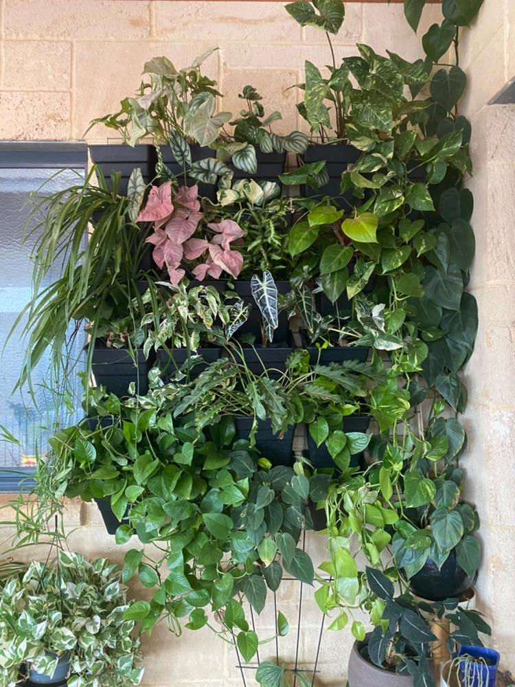 Wallgarden Multi Hang 20 Pot Vertical Garden Wall Kit - Customer Photo From Bec Jones