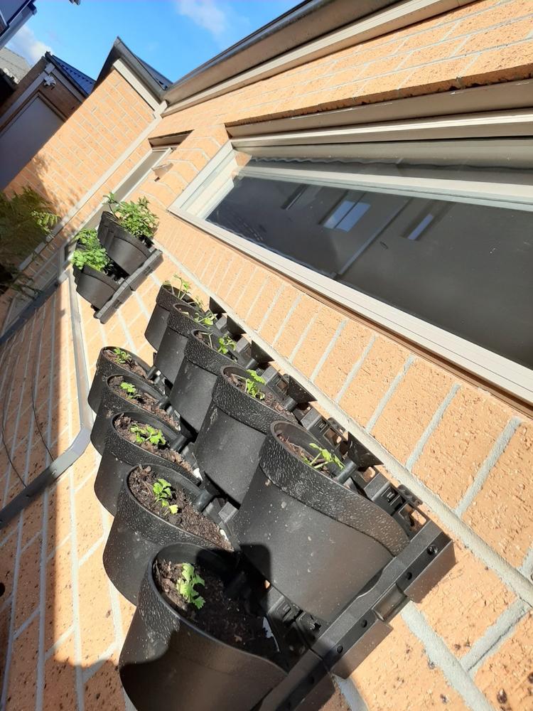 Maze Vertical Garden 20 Pot Wall Planter Kit - Customer Photo From Eddie Huang