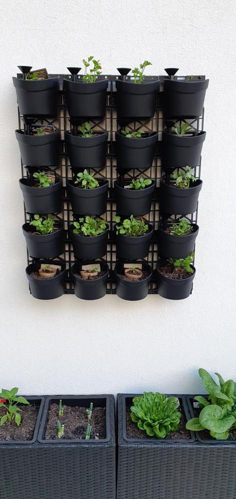 Maze Vertical Garden 20 Pot Wall Planter Kit - Customer Photo From Judith Jenkins