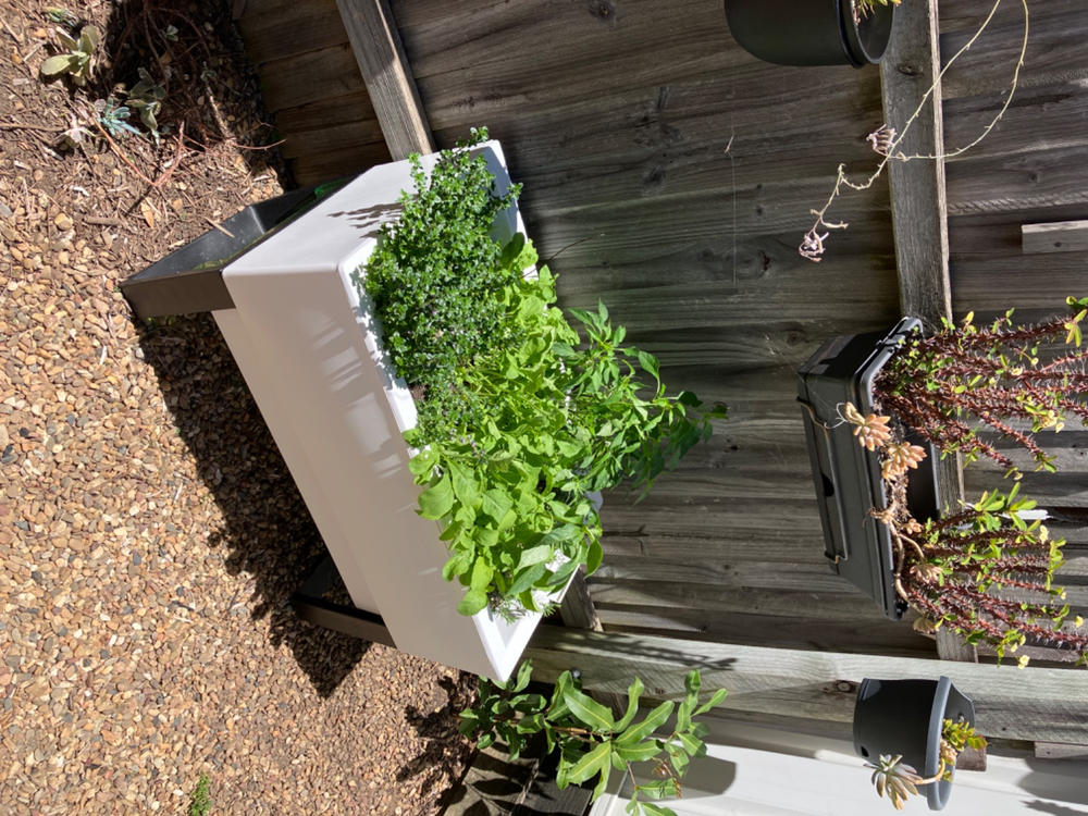 Glowpear Urban Garden Self Watering Planter Box - Customer Photo From Alison Catt