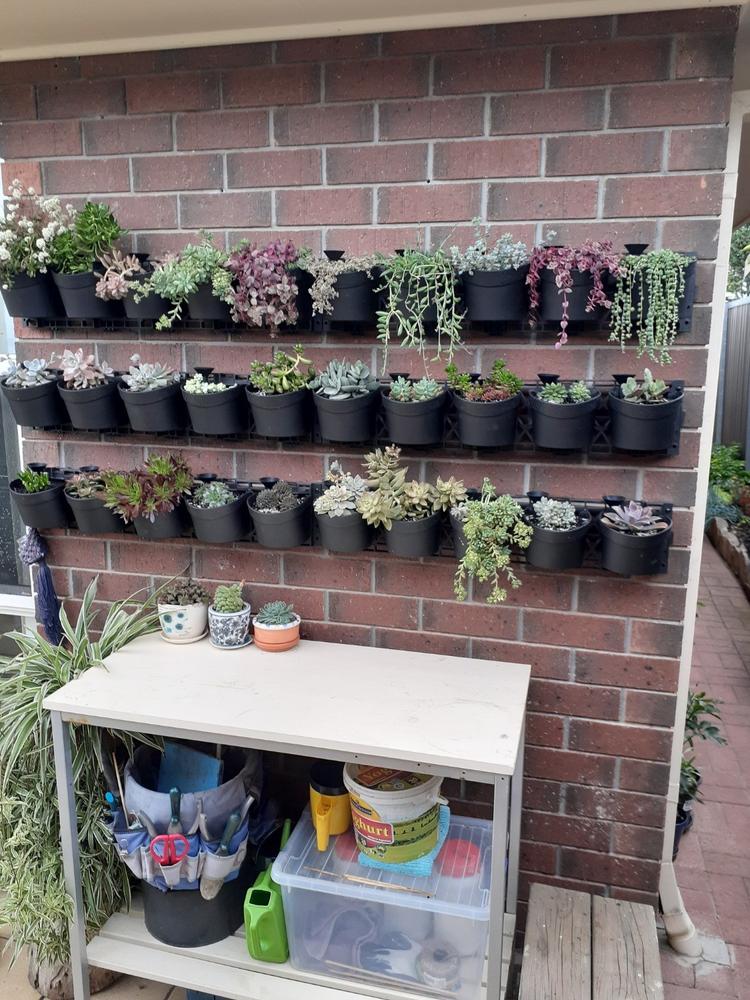 Maze Vertical Garden Wall Planter Kit - 50 Pots (78cm x 160cm) - Customer Photo From lillian clarke