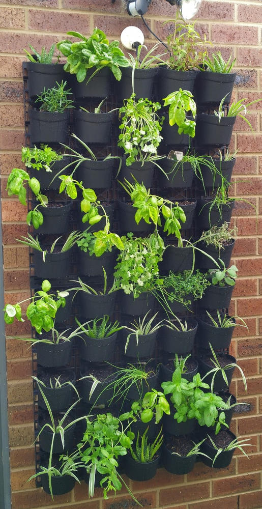Maze Vertical Garden Wall Planter Kit - 50 Pots (78cm x 160cm) - Customer Photo From Colin Armstrong