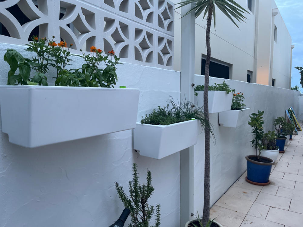 Glowpear Mini Wall Self Watering Vertical Garden Planter Box - Customer Photo From Pauline Howe