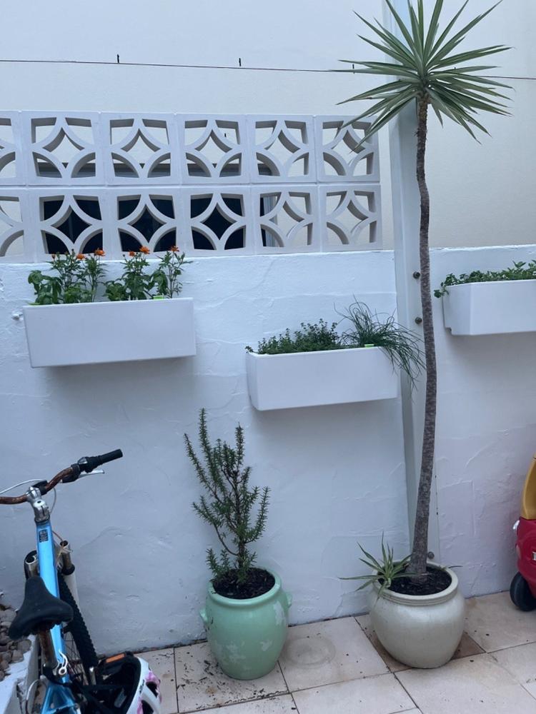 Glowpear Mini Wall Self Watering Vertical Garden Planter Box - Customer Photo From Pauline Howe