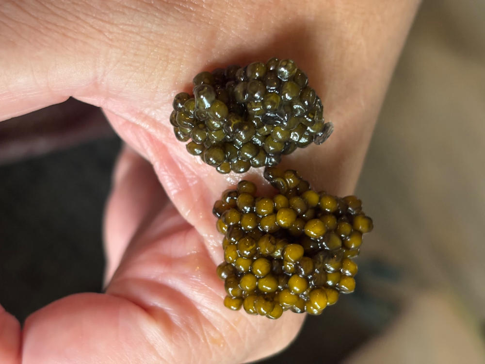 Kaluga Hybrid Caviar - Customer Photo From Lisa Atkinson