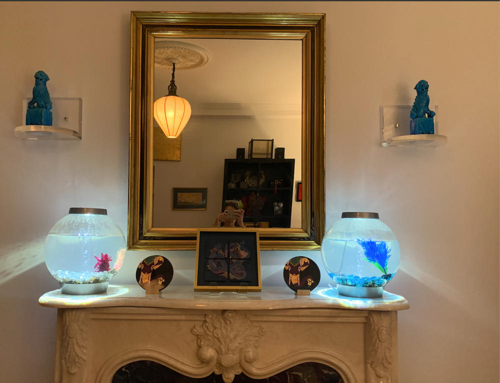 biOrb Classic 15L / 4 Gallon All-in-One Acrylic Aquarium Kit with LED Light - Customer Photo From Anonymous
