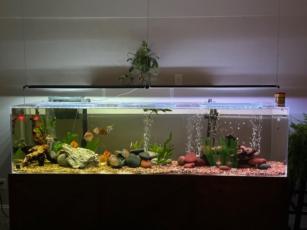 Clear for Life Rectangle 300 Gallon Acrylic Aquarium - Fresh or Saltwa –  Dream Fish Tanks