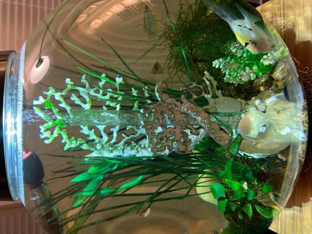 biOrb Classic 30L / 8 Gallon All-in-One Acrylic Aquarium Kit with LED Light - Customer Photo From Roxanne Miller