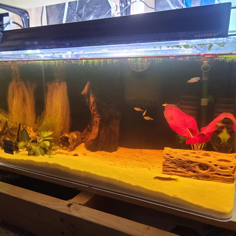 Clear For Life Desktop Aquarium - Rectangle Fresh or Saltwater Acrylic - 10 Gallon or 15 Gallon - Customer Photo From Jeremy Broennimann